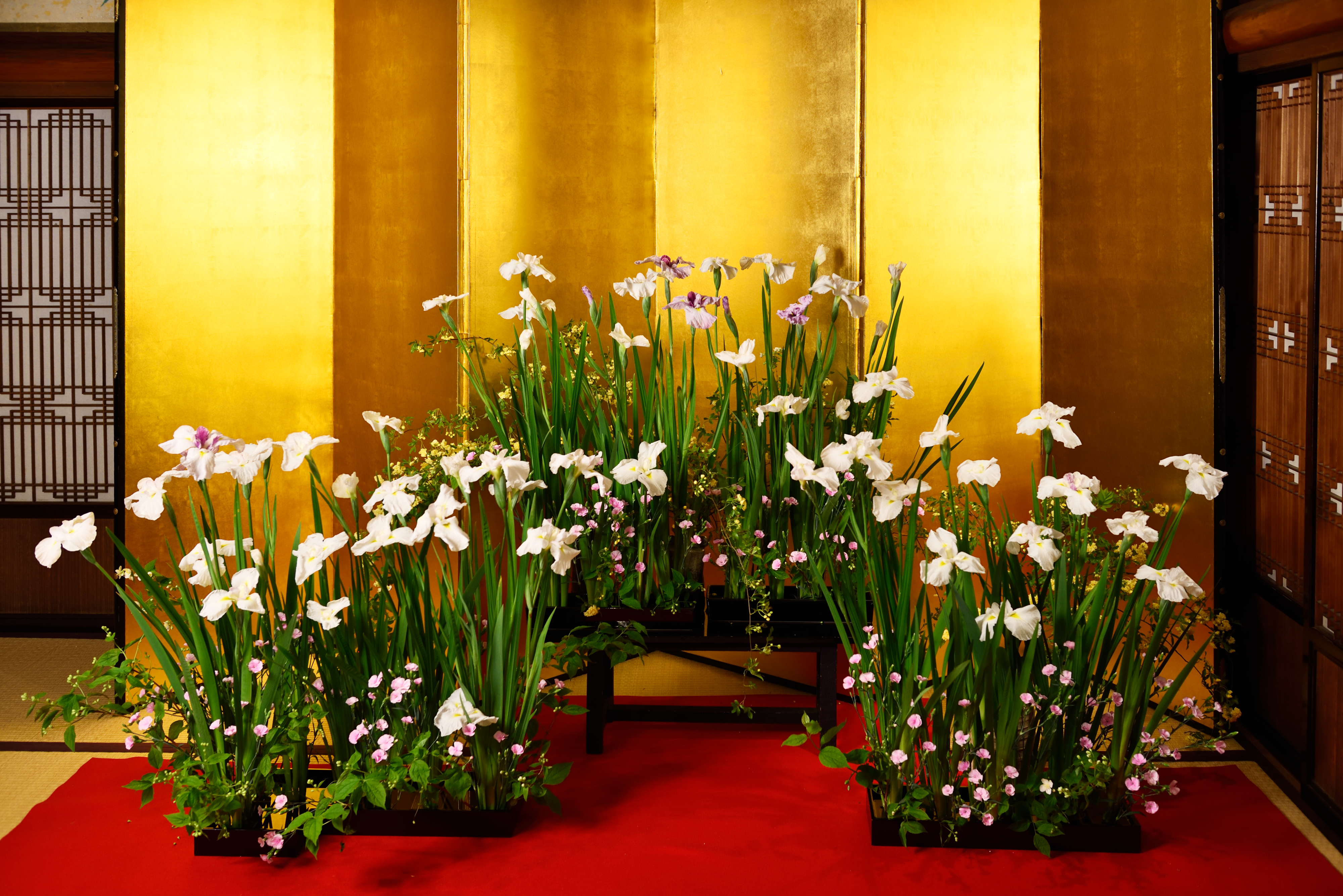 百段階段―菖蒲